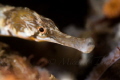   Pipefish  